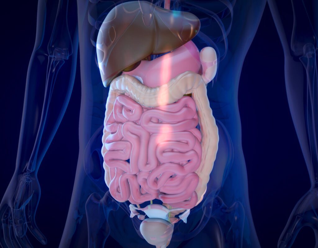Chirurgie système digestive