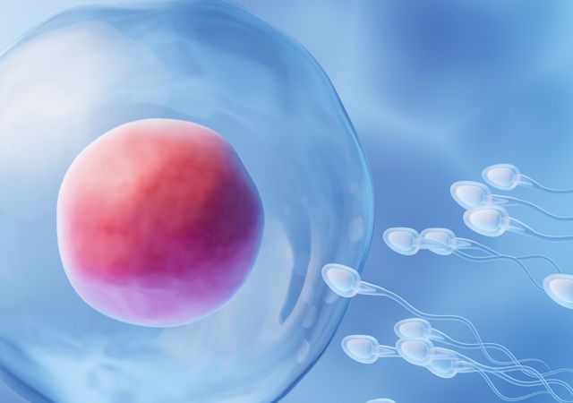Préservation de la Fertilité