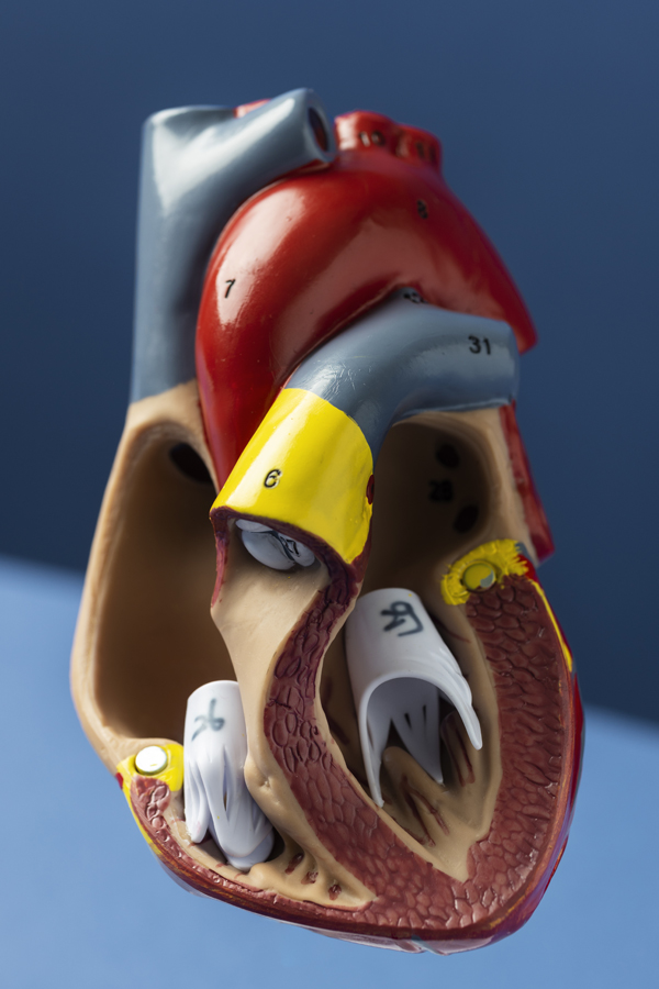 Tout Savoir sur la Chirurgie Valvulaire : Techniques, Risques et Récupération